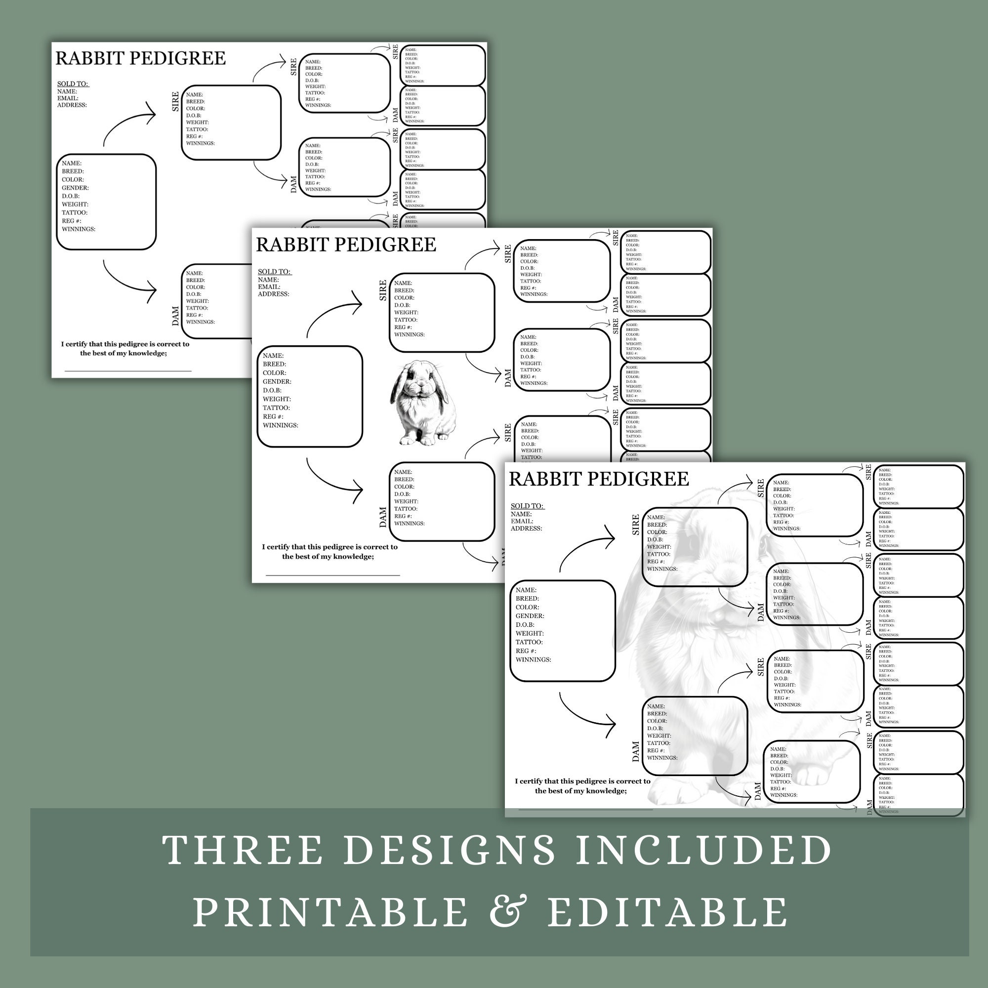 Holland Lop Pedigree Template: Editable Rabbit Lineage (printable PDF ...