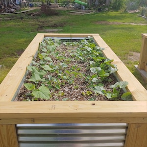 May include: A raised garden bed made of wood and metal with green plants growing inside. The bed is filled with soil and mulch.