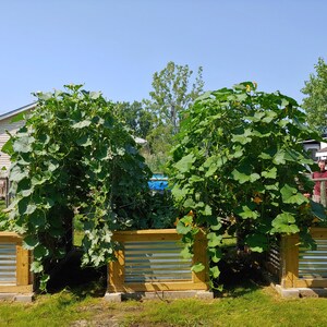 May include: Two raised garden beds with wooden frames and corrugated metal panels. The beds are filled with lush green plants, likely squash or pumpkins, growing up a trellis.