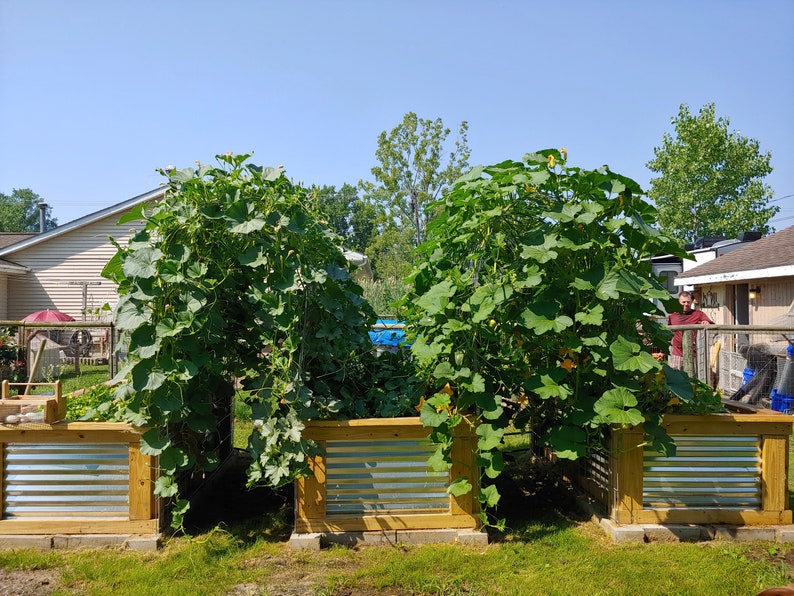 May include: Two raised garden beds with wooden frames and corrugated metal panels. The beds are filled with lush green plants, likely squash or pumpkins, growing up a trellis.