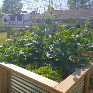 May include: A raised garden bed made of corrugated metal and wood with green leafy plants growing inside. The bed is surrounded by a wire fence and there is a white camper van in the background.