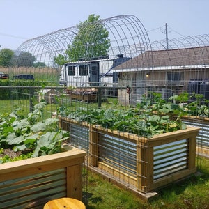 May include: Three raised garden beds made of wood and corrugated metal, with a wire trellis arch over them. The beds are filled with green leafy plants and are surrounded by green grass.