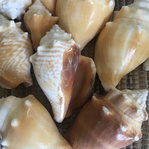 8 assorted conch shells  Marco Island Fort Myers Key West 2 inch 3 inch coastal decor beach wedding table Decor island decoration