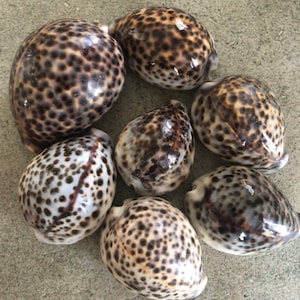 Large Xl Polished Humpback Cowrie Shell Leopard  Coastal Decor Beach Wedding Table decor shell beachy theme