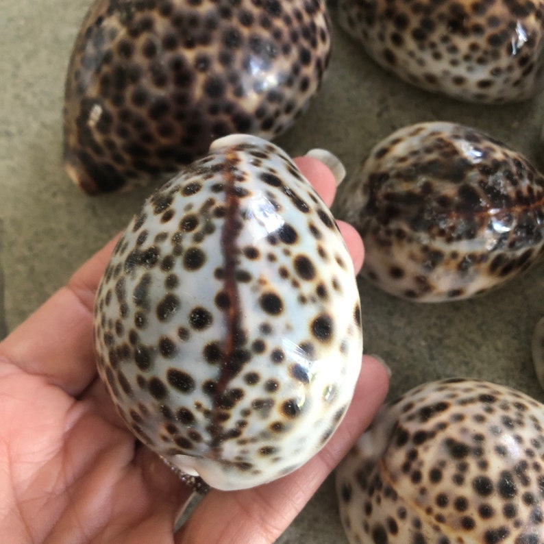 Large Xl Polished Humpback Cowrie Shell Leopard Coastal Decor Beach ...