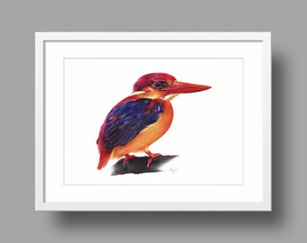 Oriental Dwarf Kingfisher Original Artwork | Ballpoint Pen Drawing on White Paper | Realistic Bird Portrait | Wall Mounted Home Decor