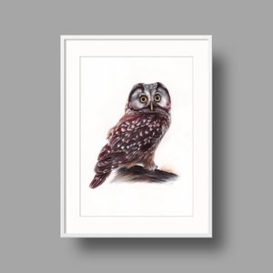 Opere d'arte originali del Gufo Boreale. Disegno a penna a sfera su carta. Ritratto realistico dell'uccello. Home decor. Arte muraria.