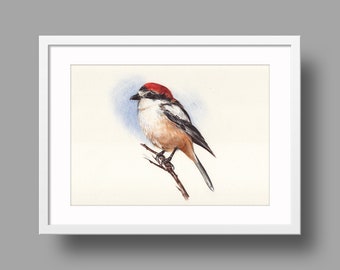 Woodchat Shrike original artwork, ballpoint drawing on paper