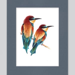 Stampa artistica di gruccione europeo / Disegno con penna a sfera / Ritratto di animale fotorealistico / Illustrazione di fauna selvatica / Decorazione per la casa
