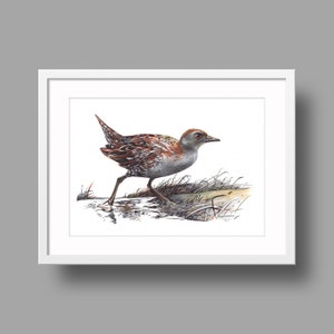Opere d'arte originali di Baillon's Crake / Disegno con penna a sfera su carta bianca riciclata / Ritratto realistico di uccello / Decorazioni per la casa montate a parete