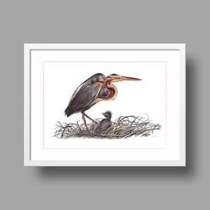 Opere d'arte originali di Purple Heron / Disegno a penna a sfera su carta riciclata bianca / Ritratto realistico di uccello / Decorazioni per la casa montate a parete