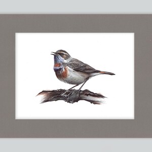 Stampa artistica di pettazzurro / Disegno con penna a sfera / Ritratto di animale fotorealistico / Illustrazione di fauna selvatica / Decorazione per la casa