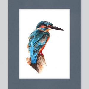 Stampa artistica di martin pescatore / Disegno con penna a sfera / Ritratto di animale fotorealistico / Illustrazione di fauna selvatica / Decorazione per la casa