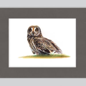 Stampa artistica di gufo dalle orecchie corte / Disegno con penna a sfera / Ritratto di animale fotorealistico / Illustrazione di fauna selvatica / Decorazione per la casa