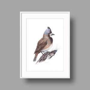Opere d'arte originali Crested Bellbird / Disegno con penna a sfera su carta bianca riciclata / Ritratto realistico di uccello / Decorazioni per la casa montate a parete