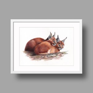 Opere d'arte originali di Caracal. Disegno a penna a sfera su carta. Ritratto di animali fotorealistico. Illustrazione della fauna selvatica.