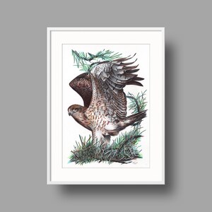 Opere d'arte originali Snake Eagle dai piedi corti / Disegno con penna a sfera su carta riciclata bianca / Ritratto realistico di uccello / Decorazioni per la casa montate a parete