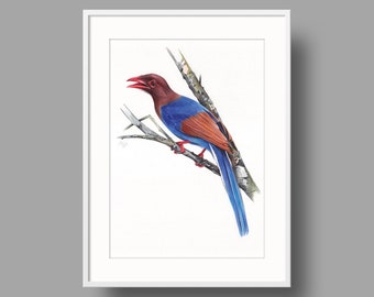Sri Lanka Blue Magpie Original Artwork | Ballpoint Pen Drawing on White Paper | Realistic Bird Portrait | Wall Mounted Home Decor