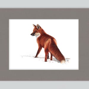 Stampa artistica di volpe rossa / Disegno con penna a sfera / Ritratto di animale fotorealistico / Illustrazione di fauna selvatica / Decorazione per la casa