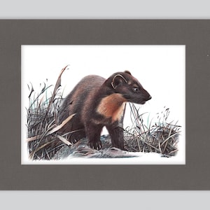 Stampa artistica di martora europea / Disegno con penna a sfera / Ritratto di animale fotorealistico / Illustrazione di fauna selvatica / Decorazione per la casa