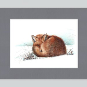 Stampa artistica di volpe rossa / Disegno con penna a sfera / Ritratto di animale fotorealistico / Illustrazione di fauna selvatica / Decorazione per la casa