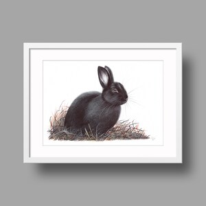 Opera d'arte originale di coniglio europeo / Disegno a penna a sfera su carta bianca / Ritratto realistico di animale / Decorazione per la casa da parete