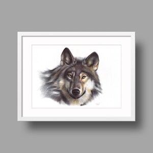 Opere d'arte originali Lupo Grigio / Disegno con penna a sfera su carta / Ritratto animale realistico / Decorazioni per la casa montate a parete
