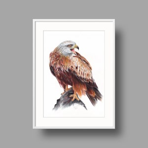 Opere d'arte originali Red Kite / Disegno con penna a sfera su carta bianca riciclata / Ritratto realistico di uccello / Decorazioni per la casa montate a parete