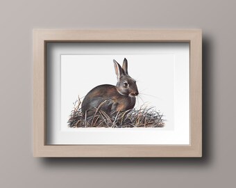 European Rabbit Art Print | Animal Postcard & Print | Photorealistic Bird Portrait | Wall Mounted Home Decor