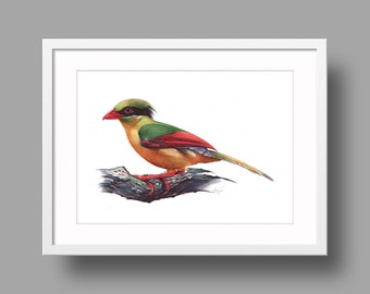 Indochinese Green Magpie original artwork | Ballpoint pen drawing on white paper | Realistic bird portrait | Wall mounted home decor