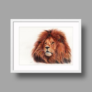 Opere d'arte originali del leone africano. Disegno a penna a sfera su carta. Ritratto di animali fotorealistico. Illustrazione della fauna selvatica.