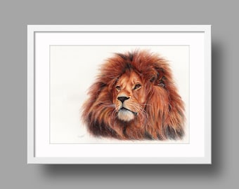 African lion original artwork. Ballpoint pen drawing on paper. Photorealistic animal portrait. Wildlife illustration.
