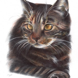 Domestic Cat original artwork. Ballpoint pen drawing on paper. Photorealistic animal portrait. Wildlife illustration. image 2