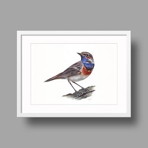 Opere d'arte originali del pettazzurro / Disegno con penna a sfera su carta bianca riciclata / Ritratto realistico di uccello / Decorazioni per la casa montate a parete