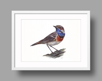 Bluethroat original artwork | Ballpoint pen drawing on white recycled paper | Realistic bird portrait | Wall mounted home decor