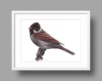 Common Reed Bunting Original Artwork | Ballpoint Pen Drawing on White Paper | Realistic Bird Portrait | Wall Mounted Home Decor