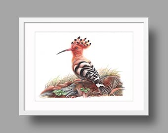 Eurasian Hoopoe original artwork | Ballpoint pen drawing on white recycled paper | Realistic bird portrait | Wall mounted home decor