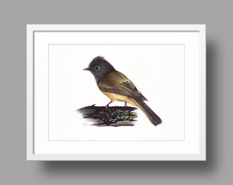 Grey-headed Canary-flycatcher Original Artwork | Ballpoint Pen Drawing on Paper | Realistic Bird Portrait | Wall Mounted Home Decor