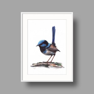 Superba opera d'arte originale Fairywren/penna a sfera disegno su carta riciclata bianca/ritratto realistico di uccello/decorazione per la casa montata a parete