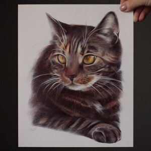 Domestic Cat original artwork. Ballpoint pen drawing on paper. Photorealistic animal portrait. Wildlife illustration. image 3