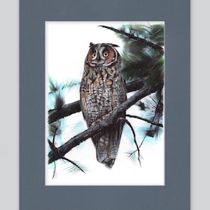 Stampa artistica di gufo comune / Disegno con penna a sfera / Ritratto di animale fotorealistico / Illustrazione di fauna selvatica / Decorazione per la casa