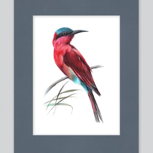 Stampa artistica di gruccione carminio settentrionale / Disegno a penna a sfera / Ritratto di animale fotorealistico / Illustrazione di fauna selvatica / Decorazione per la casa