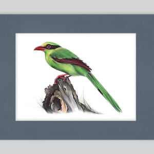 Stampa artistica di gazza verde comune / Disegno a penna a sfera / Ritratto di animale fotorealistico / Illustrazione di fauna selvatica / Decorazione per la casa