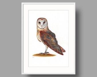 Barn Owl original artwork. Ballpoint pen drawing on paper. Photorealistic bird portrait. Ornithological illustration.