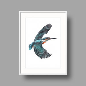 Opere d'arte originali del Kingfisher del fiume. Disegno a penna biro su carta riciclata. Ritratto fotorealistico di uccelli. Illustrazione ornitologica.