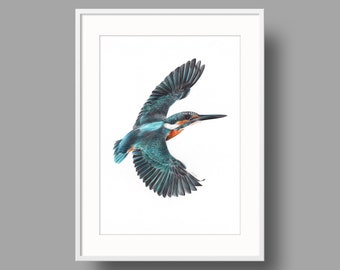 River Kingfisher original artwork. Ballpoint pen drawing on recycled paper. Photorealistic bird portrait. Ornithological illustration.