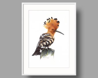 Eurasian Hoopoe original artwork | Ballpoint pen drawing on white recycled paper | Realistic bird portrait | Wall mounted home decor