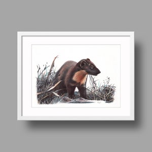 Martora europea opera d'arte originale / Disegno a penna a sfera su carta / Ritratto realistico di animale / Decorazione per la casa da parete