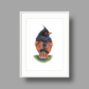Opere d'arte originali Crested Bunting / Disegno a penna a sfera su carta bianca riciclata / Ritratto realistico di uccello / Decorazioni per la casa montate a parete