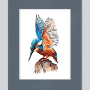 Stampa artistica di martin pescatore / Disegno con penna a sfera / Ritratto di animale fotorealistico / Illustrazione di fauna selvatica / Decorazione per la casa